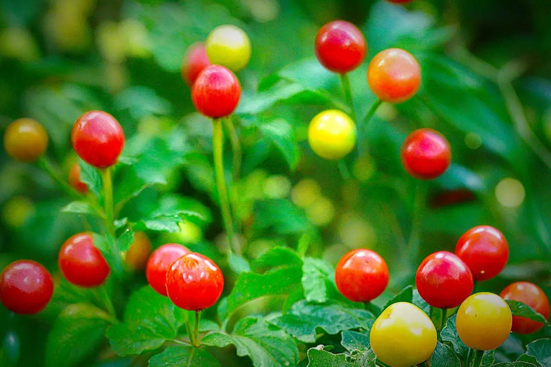 Exploring the Wiri Wiri Pepper: Guyana’s Fiery Gem - Wiri Fire Hot Sauce