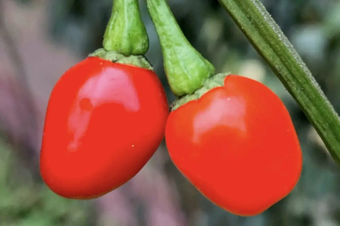 The story behind Wiri Fire Hot Sauce - Wiri Fire Hot Sauce